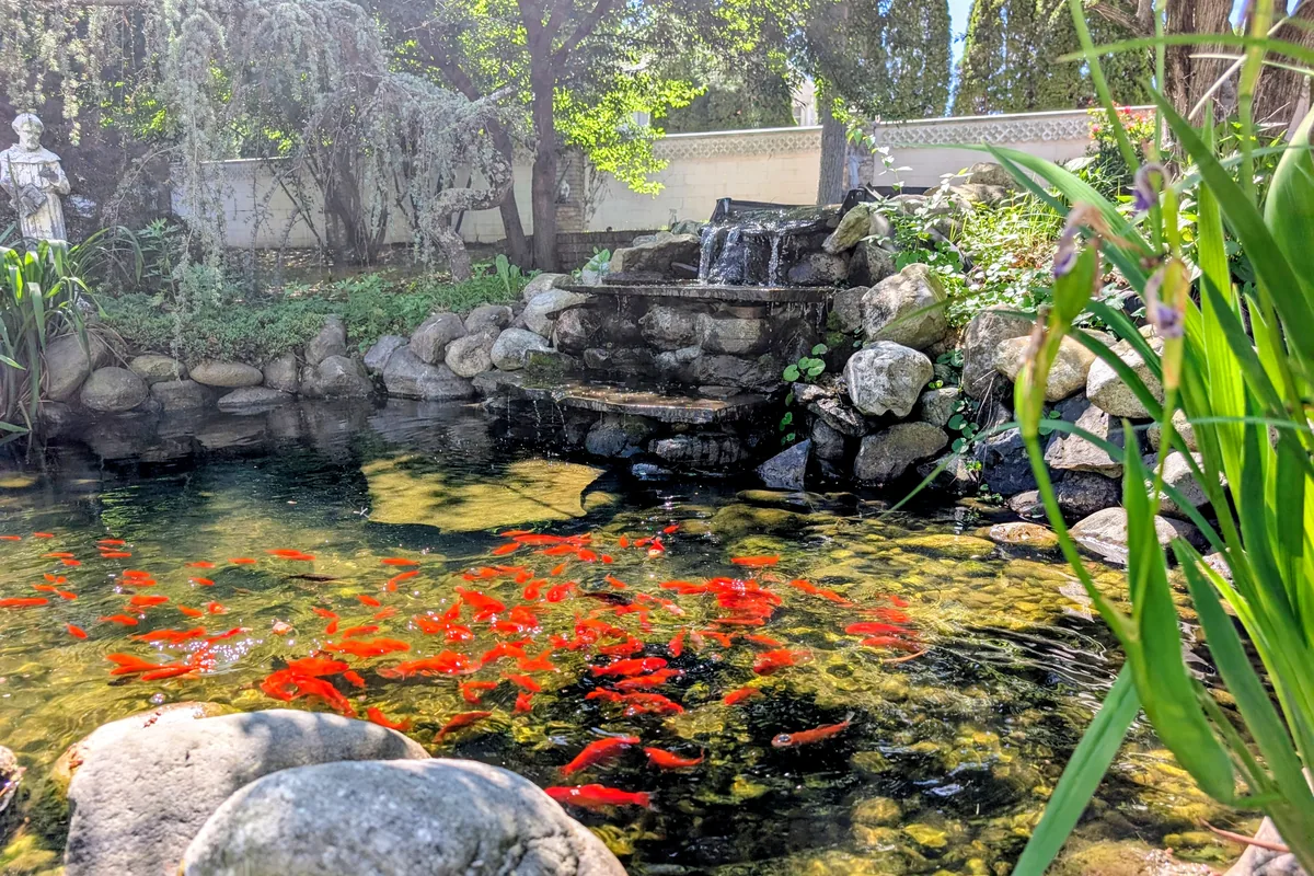 Koi Pond & Walled Gardens